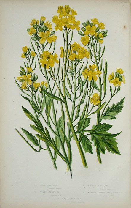 Mustard Plant Print For Inspiration It Is For Sale If