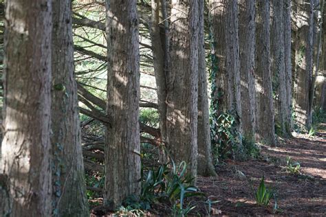 Alley Lined With Trees Free Stock Photo Public Domain Pictures