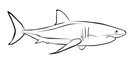 Dibujos De Tiburon Blanco Para Colorear Images And Photos Finder