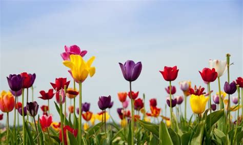 Tulipán Cuidados Y Plantación Plantas Jardineria Hogarmania