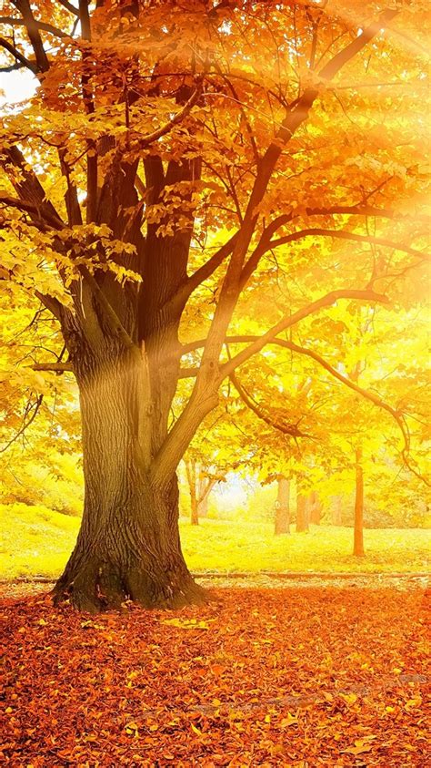 Wallpaper Sunset Autumn Forest Yellow Leaves Trees Sun 2560x1600 Hd