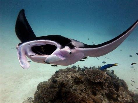 Rare Pink Manta Ray Spotted By Australian Photographer