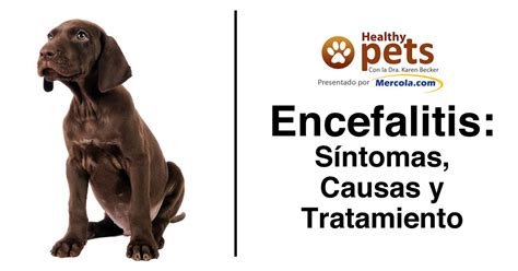 Encephalitis is an inflammation of the brain that is often caused by a viral infection. Encefalitis: Cuidado Con Esta Rápida Enfermedad Cerebral
