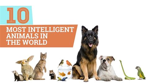 10 Most Intelligent Animals In The World Youtube