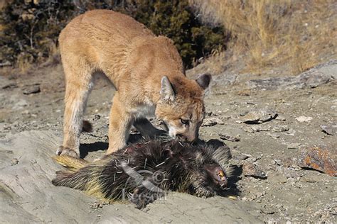 Mountain Lion Puma Concolor Preying On Porcupine Erethizon Dorsatum