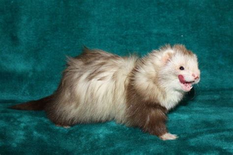 Ferret Colour Chart Animals Bugs Baby Animals Funny Animals Cute