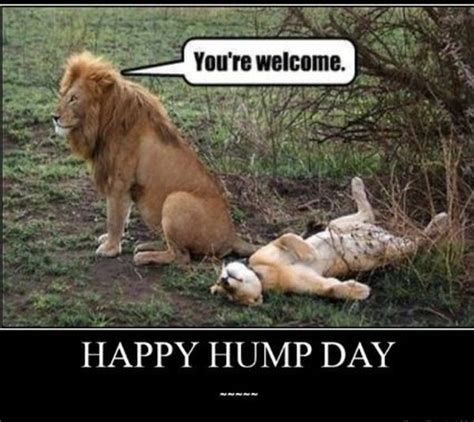 Funny Happy Hump Day Meme Pictures Preet Kamal