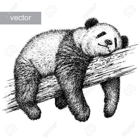 Engrave Isolated Panda Bear Vector Illustration Sketch Linear Art