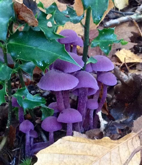 Laccaria Amethystina Purple Laccaria Stuffed Mushrooms Plant