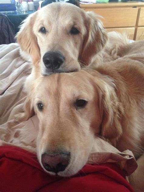 My Girlfriend Sends Me A Lot Of Pics Now That She Has 2 Goldens Cappy