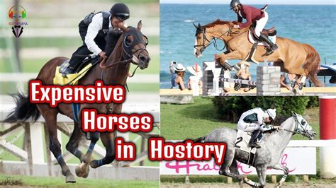 Top 6 The Most Expensive Horses In The World Rich Horses And Race