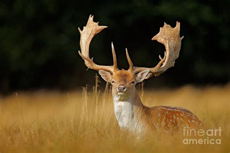Majestic Powerful Adult Fallow Deer Photograph By Ondrej Prosicky Pixels
