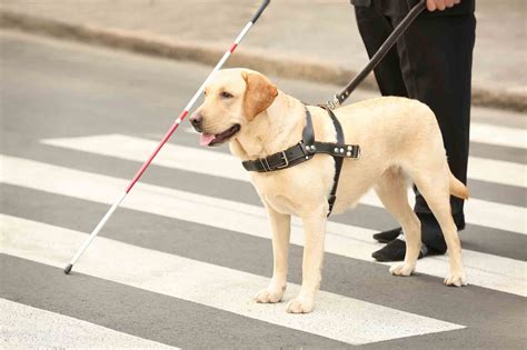 How To Avoid Faux Paws When It Comes To Service Dogs Thrive Meetings