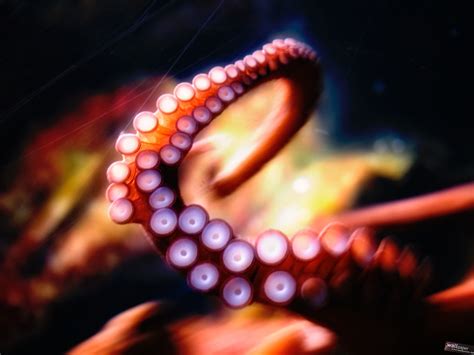 Octopus Wallpapers Hd Wallpapers Id 12779