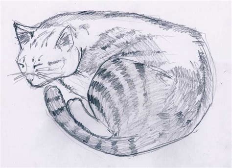 Lihat ide lainnya tentang gambar, gambar pensil, ilustrasi. Mewarnai Gambar Kucing Sketsa Pensil Terbaru - KataUcap