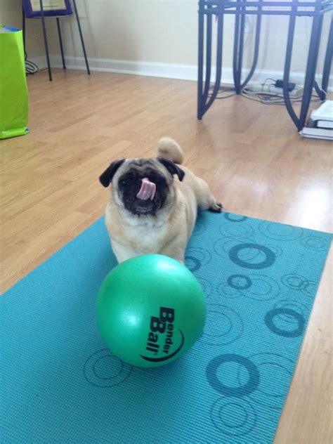 Yoga Pug Pugs Yoga Life Is Good