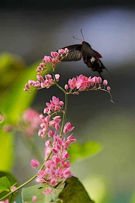 Kuala lumpur butterfly park is a veritable secret paradise where butterflies actually dance price was $82, price is now $74$82$74. KL Buttery Farm | The Kuala Lumpur Butterfly Park (Bahasa ...