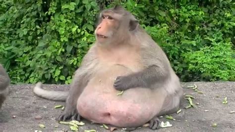 Fat Monkey ลิงอ้วนๆ Youtube