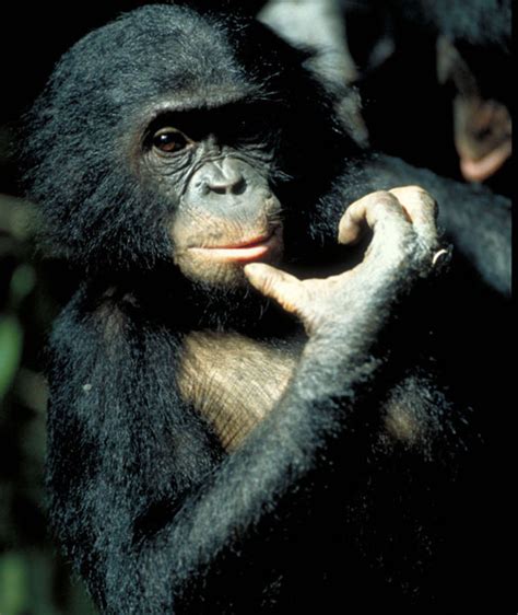Nova The Last Great Ape The Bonobo In All Of Us Image 1 Pbs