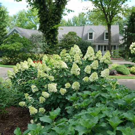 Limelight Hydrangea Planting Guide