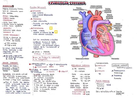 Anatomía Y Fisiología Del Corazón Obs Notes Udocz