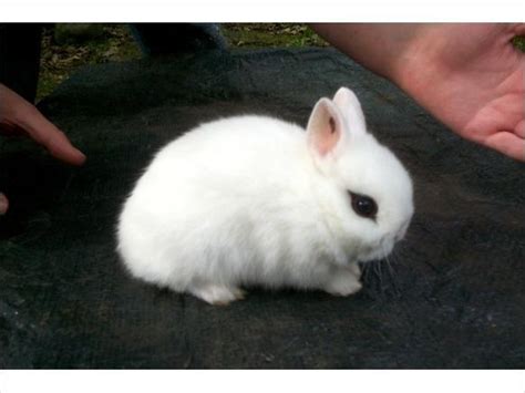 Dwarf hotot rabbits, sometimes called the eye of the fancy for their distinctive markings, are known for their ridiculous levels of cuteness. 34 best •Dwarf Hotot Rabbits!• images on Pinterest | Dwarf ...