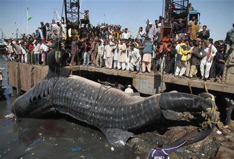 Its parking area can accommodate 1,000 buses. Fishermen reel in shark the size of a school bus, page 1