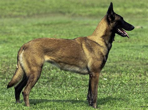 Her renk dişi veya erkek belçika kurdu yavrusu sahiplendirme, fiyat nedir ve ne kadar bilgisi sayfamızda yer alıyor. Satılık Belçika Malinois Yavruları - Bursa Köpek Eğitim ...