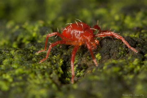I initially mistook it for a spider, but it isn't a spider even though both spiders and mites are arachnids. Red Spider Mite | Red Spider Mite, possibly Tetranychus ...