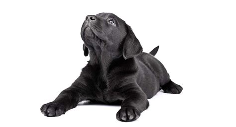 Black Dog Names Over 200 Inspiring Ideas For Naming Your Pup My
