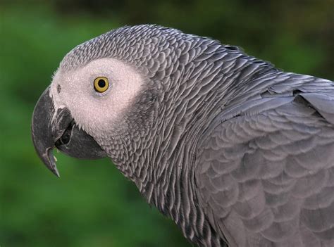 All About Animal Wildlife African Grey Parrot Few Facts And Images Photos