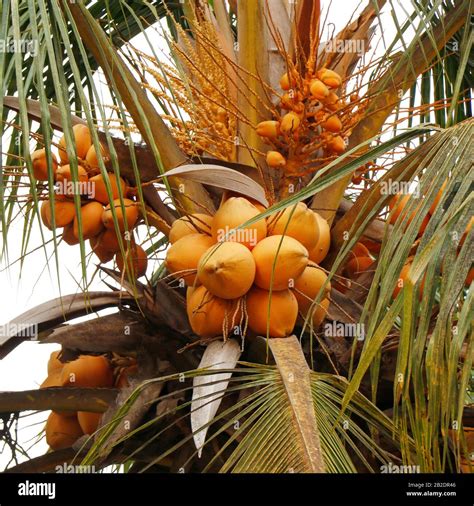 Fresh Tender Coconut Water Hi Res Stock Photography And Images Alamy
