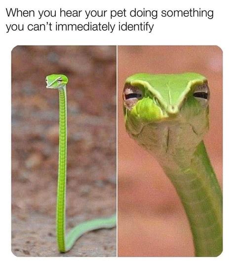 Download Funny Meme Snake Funny Face Pictures