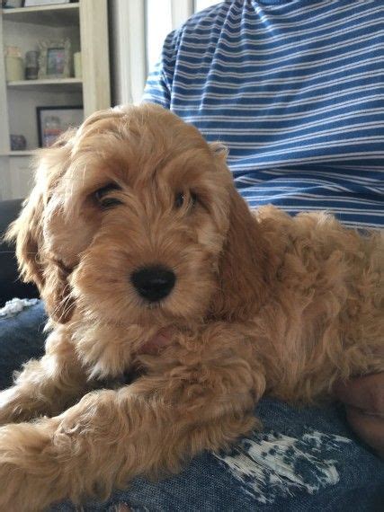 Are cockapoos good with children? Cockapoo Puppies For Sale | Bath Springs, TN #213543