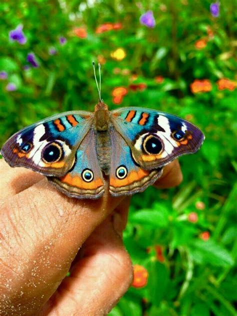 Cool Butterfly Markings That Look Just Like Eyes Buckeye Butterfly