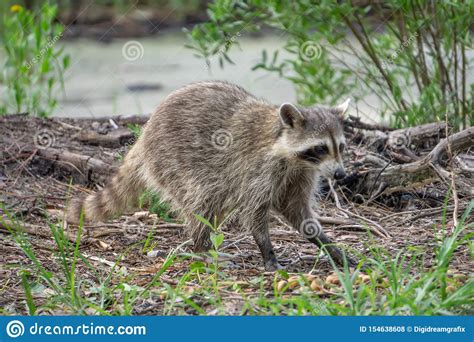 Raccoon Causing Mischief At A Campsite Stock Photo Image Of Animal
