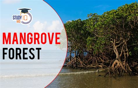Mangrove Forests In India Map Characteristics Significance Threat