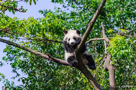 Panda On A Tree