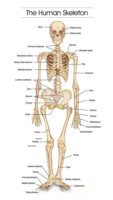 Skeleton Figure 2 Human Skeleton Human Bones Anatomy Human Body Bones Skeleton Anatomy