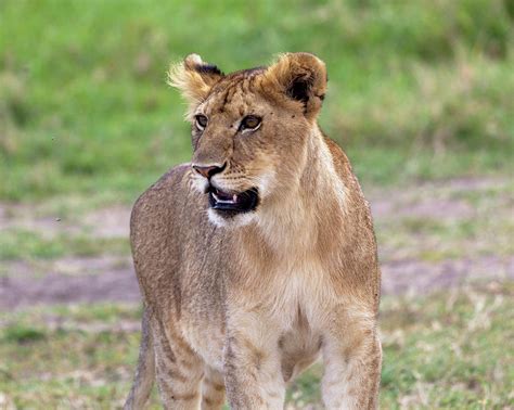 African Lioness Photograph By Robert Selin