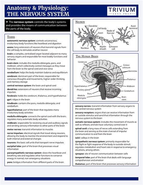Nervous System Anaphy Cheat Sheet Terms Anatomy And Physiology
