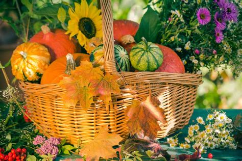 Fall Basket Autumn Harvest Garden Pumpkin Fruits Colorful Flower Stock
