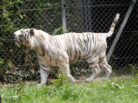 2014 White Tiger 74 By Lena Panthera On Deviantart