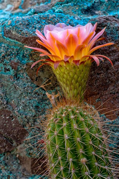 Premium Photo Torch Cactus In Bloom And Chrysocollacoated Boulder