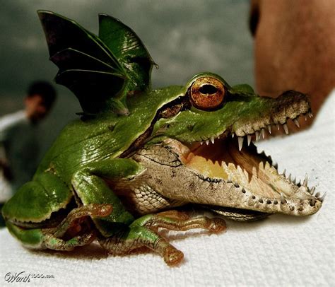 Crocodile Frog Bat Hybrid Hybrid Animal Photoshopped Animals Animal