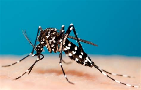 6 Things You Didnt Know About Aedes Mosquitoes