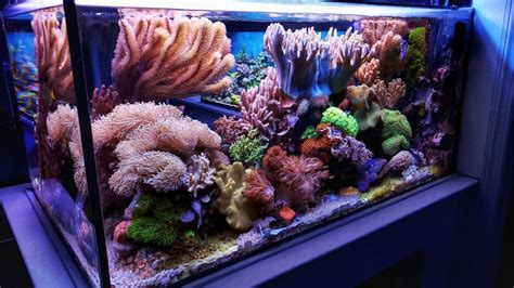 Mikecs Softy Tank Coral Reef Aquarium Coral Aquarium Reef Tank
