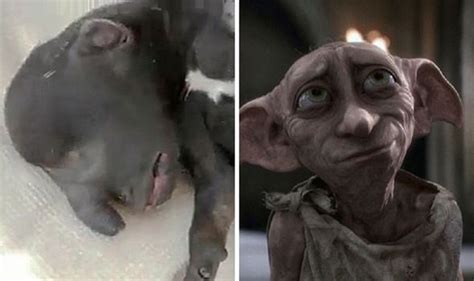 Meet Dobby The Dog The Doppelgänger Of Harry Potter House Elf Weird