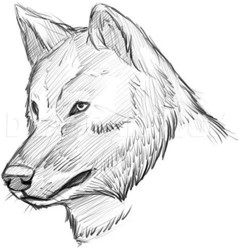 How To Draw A Realistic Wolf Draw Real Wolf Step By Step Drawing