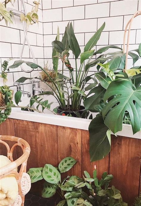 A Guide To The Best Plants For Your Bathroom Collective Gen